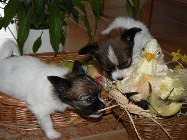  Čip v akci