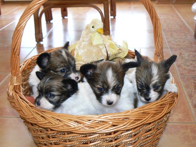  Čip, Remi, Roxi a Reily